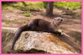 10 Terrifying And Deadly Predators You've Never Heard Of