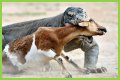 These 9 Adorable Animals Should Actually Terrify You